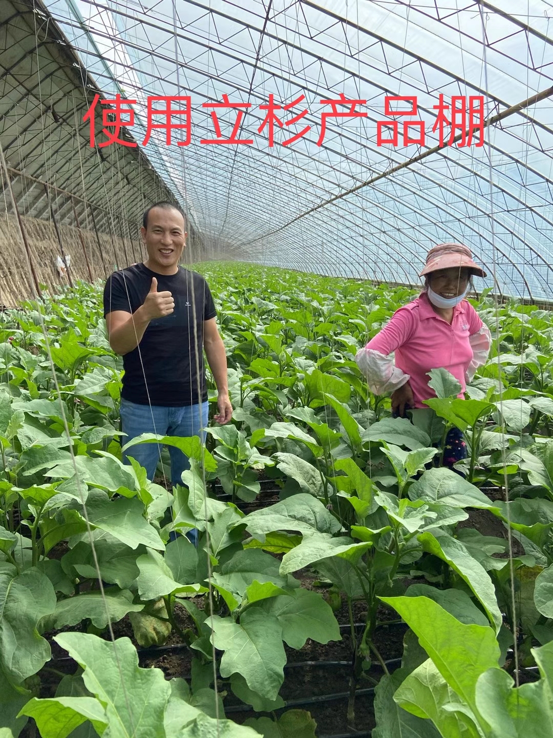 <a href=http://m.moneystr.com target=_blank class=infotextkey>上海立杉</a>水溶肥在北方暖棚茄子上的效果反饋2