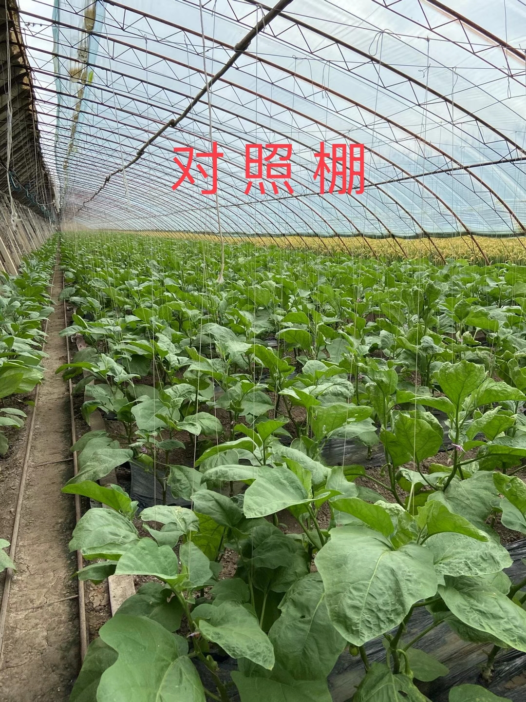 <a href=http://m.moneystr.com target=_blank class=infotextkey>上海立杉</a>水溶肥在北方暖棚茄子上的效果反饋3