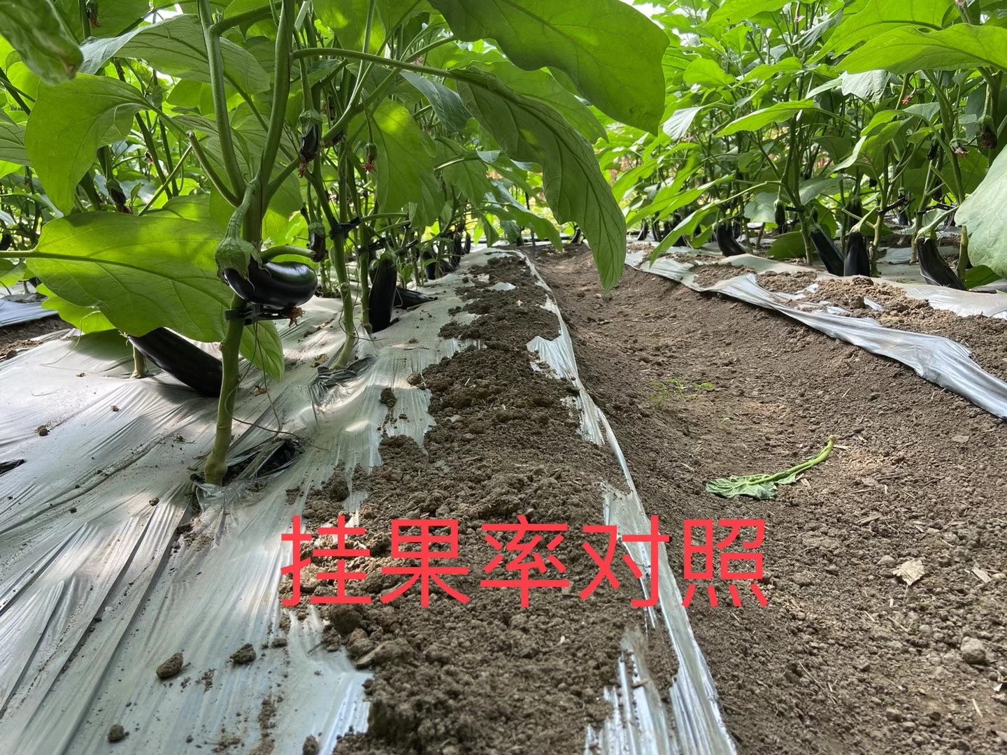 <a href=http://m.moneystr.com target=_blank class=infotextkey>上海立杉</a>水溶肥在北方暖棚茄子上的效果反饋4