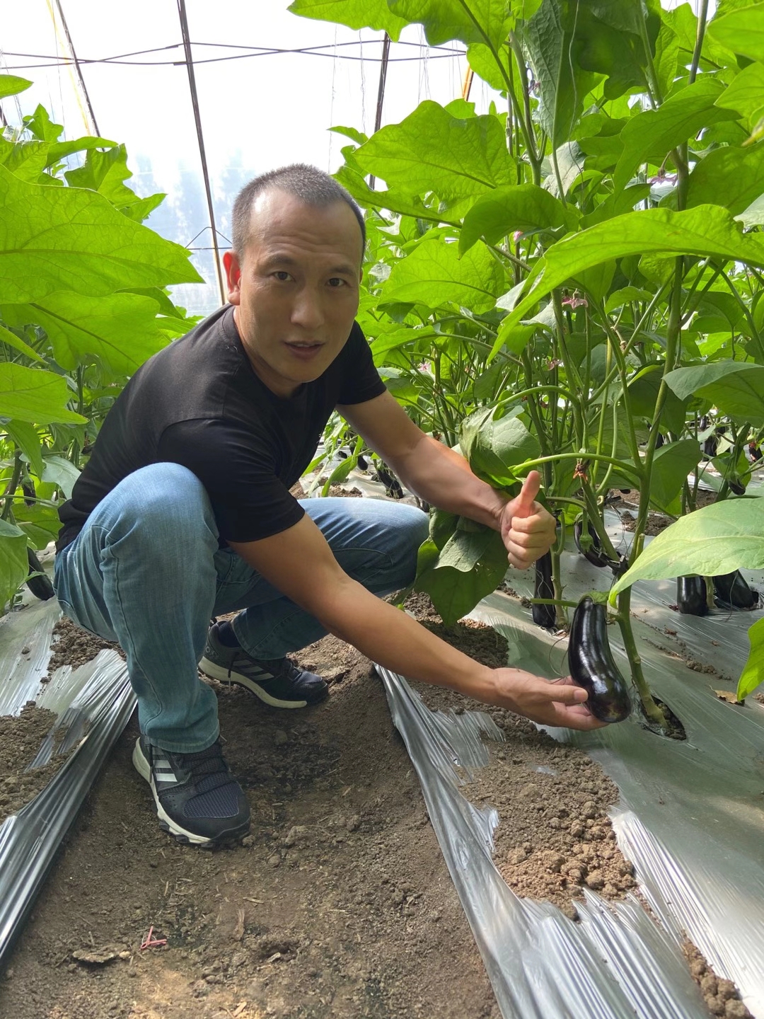 <a href=http://m.moneystr.com target=_blank class=infotextkey>上海立杉</a>水溶肥在北方暖棚茄子上的效果反饋6